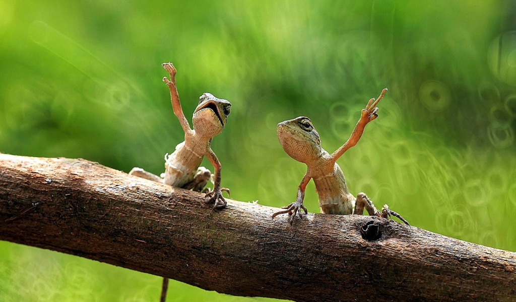 Пара лягушек на дереве