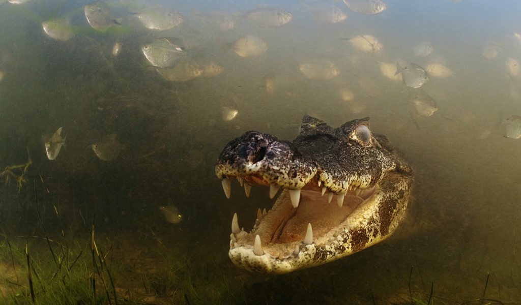 Злобный крокодил среди рыб