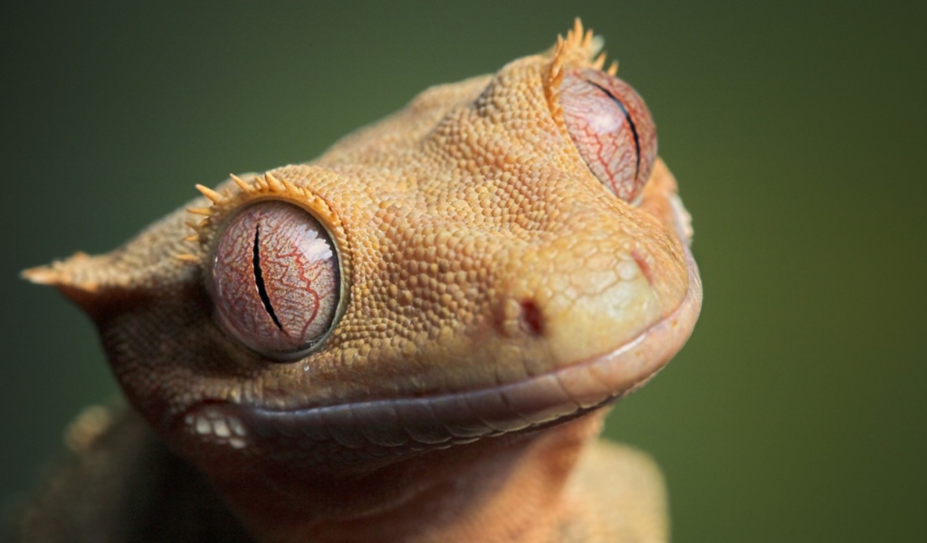 Глаза животного геккона