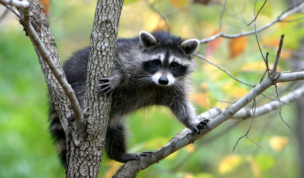 Животное енот-полоскун сидит на дереве