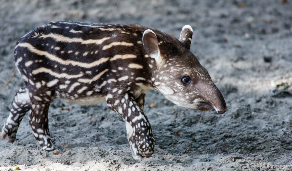 Животное пятнистый тапир