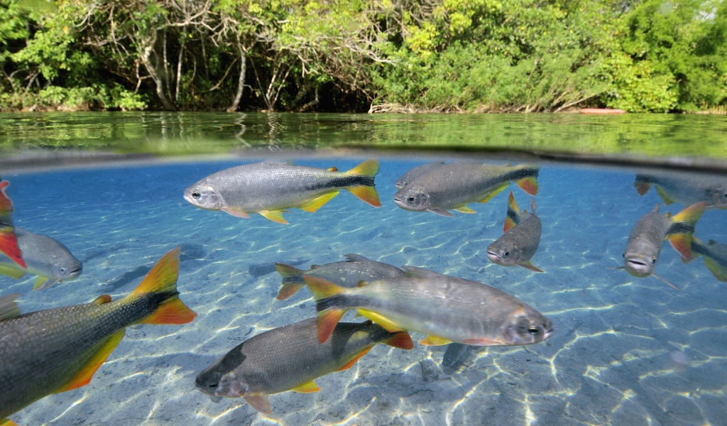 Крупная рыба в чистой воде озера