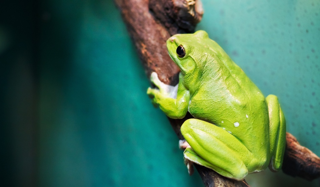 Большая зеленая лягушка на ветке
