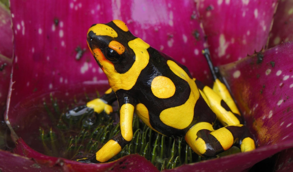 Черно желтая лягушка в цветке