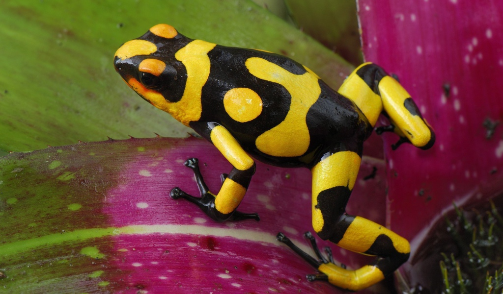 Черно желтая лягушка прыгает