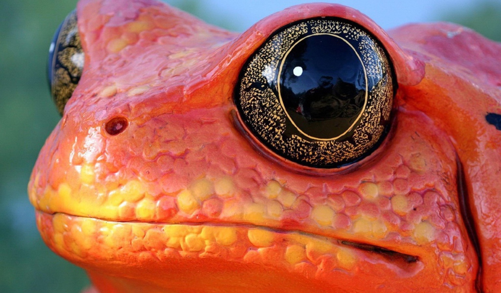 Черные глаза красной лягушки