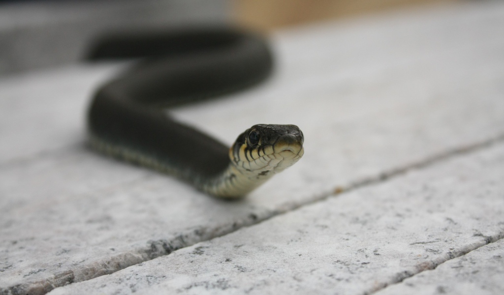 Черная змея на досках