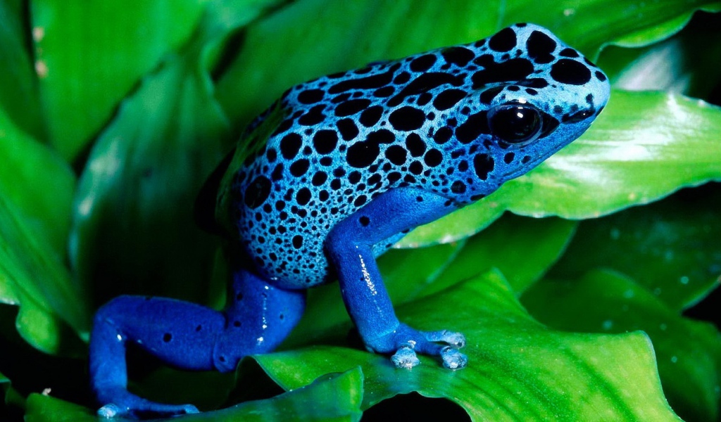 Синяя лягушка на зелени