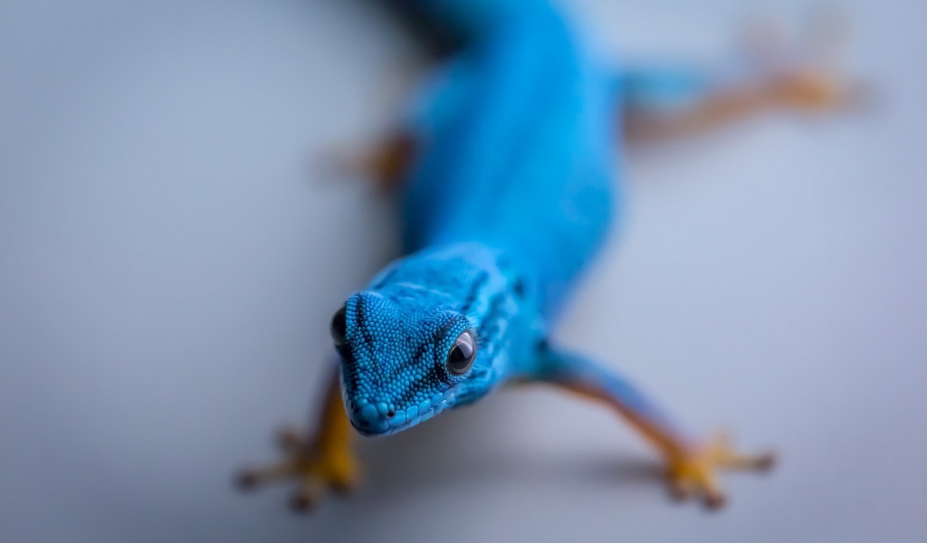 Синий геккон на сером фоне