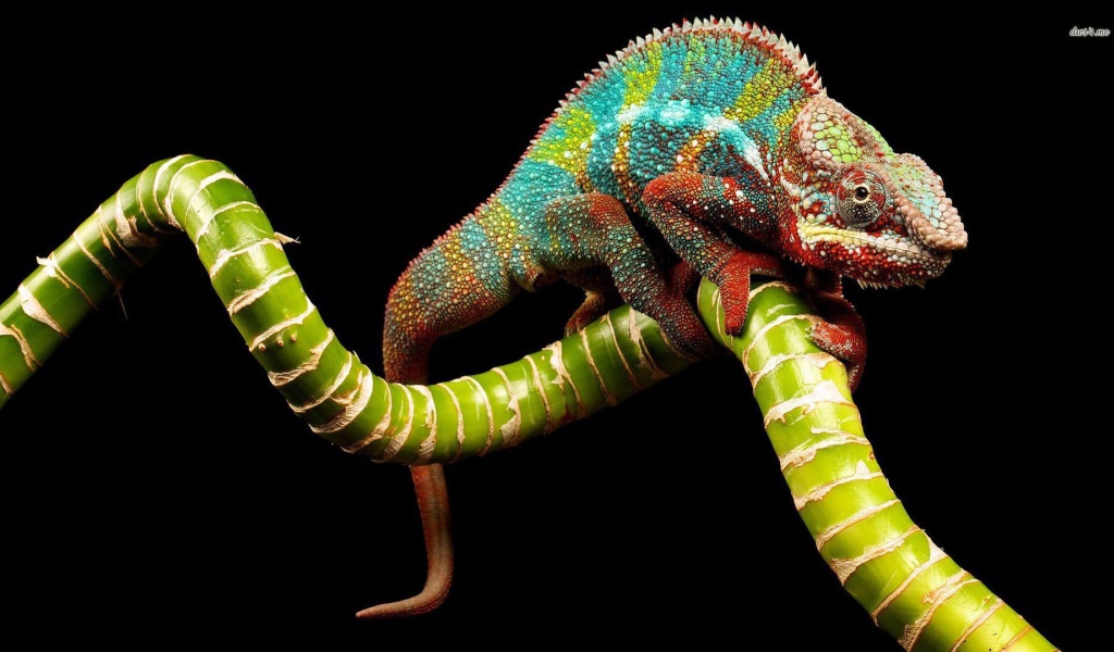 Яркий хамелеон на зеленой ветке