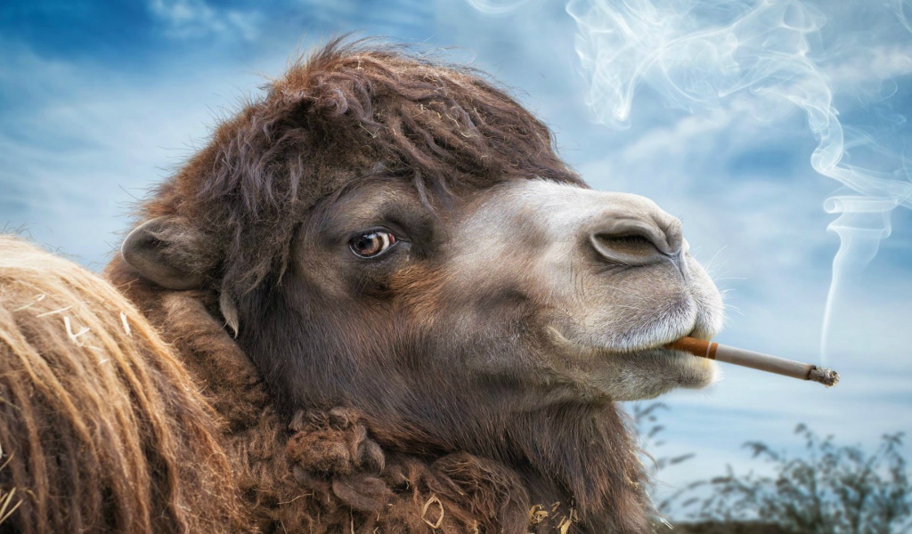 Верблюд с сигаретой в зубах