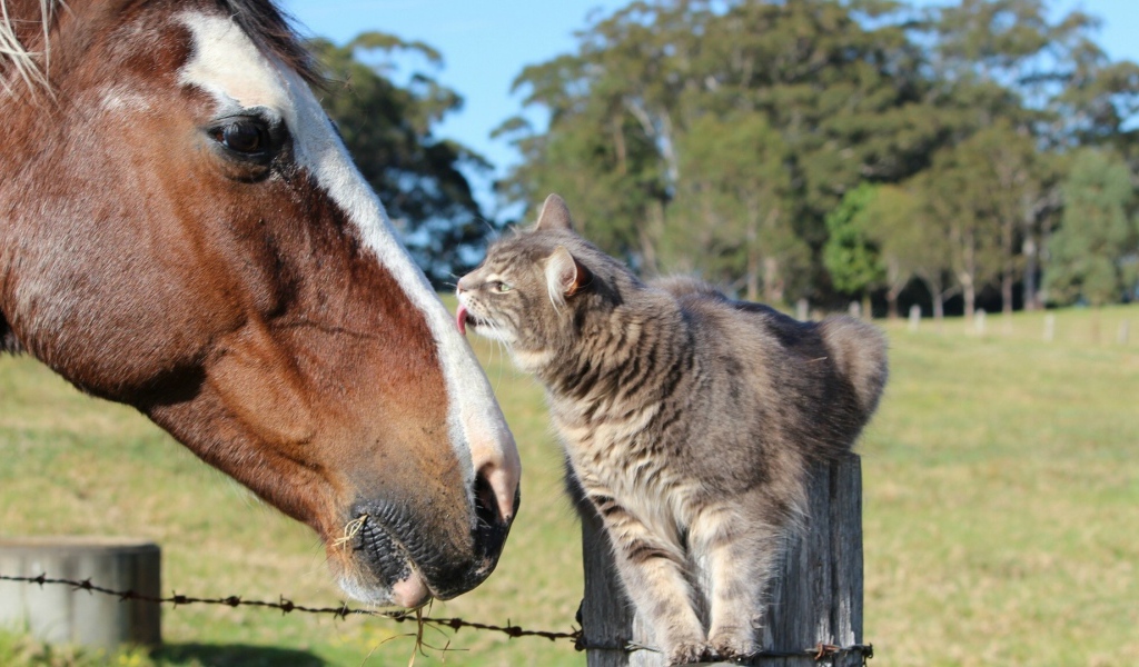 Кот и лошадь
