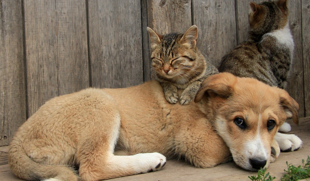 Кот сидит на щенке