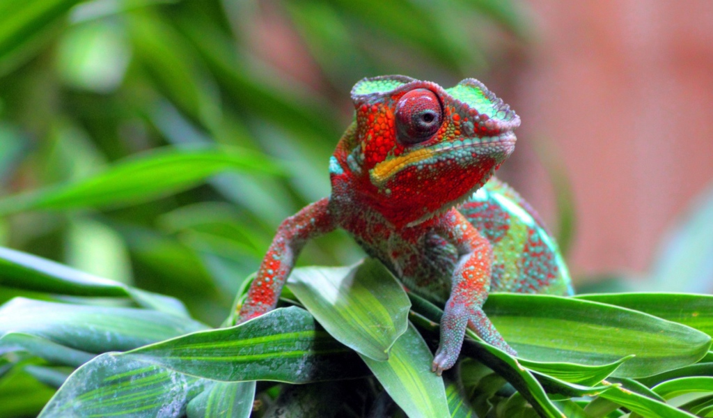 Хамелеон на куче травы