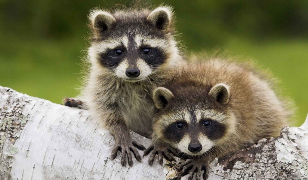 Пара животных енотов-полоскунов на стволе дерева