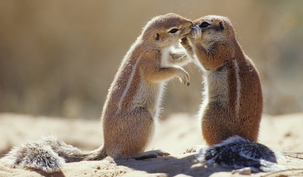 Пара сурков общаются