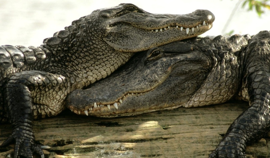 Пара довольных крокодилов