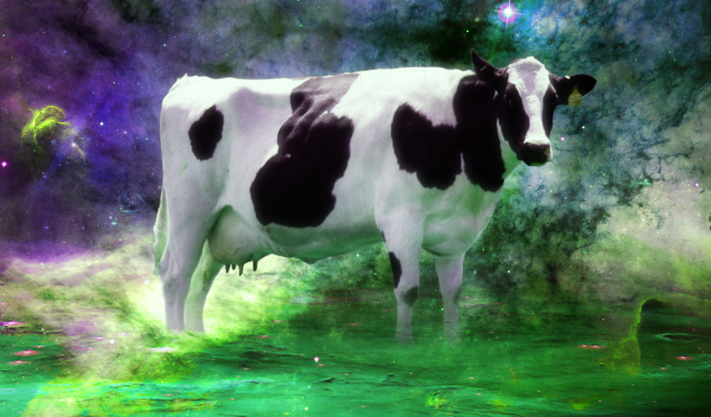 Корова среди звезд