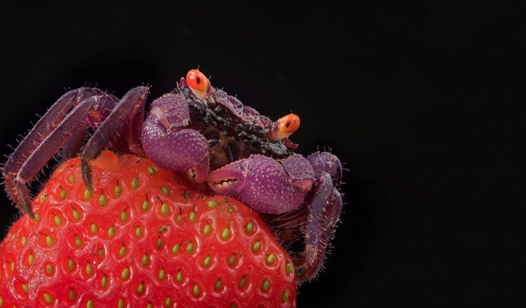 Краб на клубнике