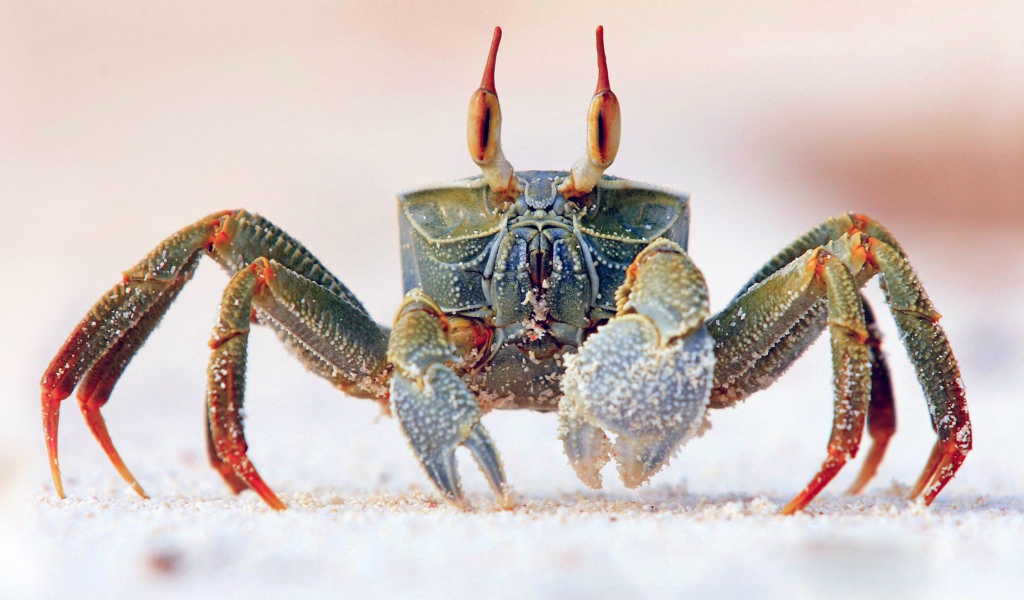 Краб идет по песку