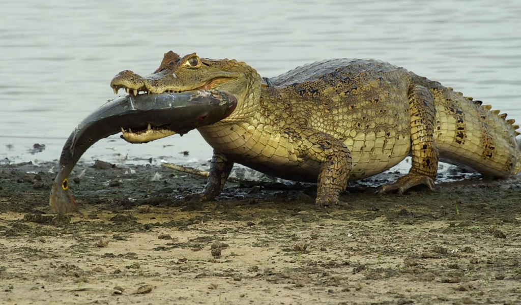 Крокодил несет рыбу в зубах