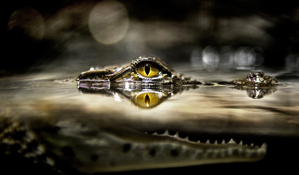 Крокодил затаился в ожидании добычи