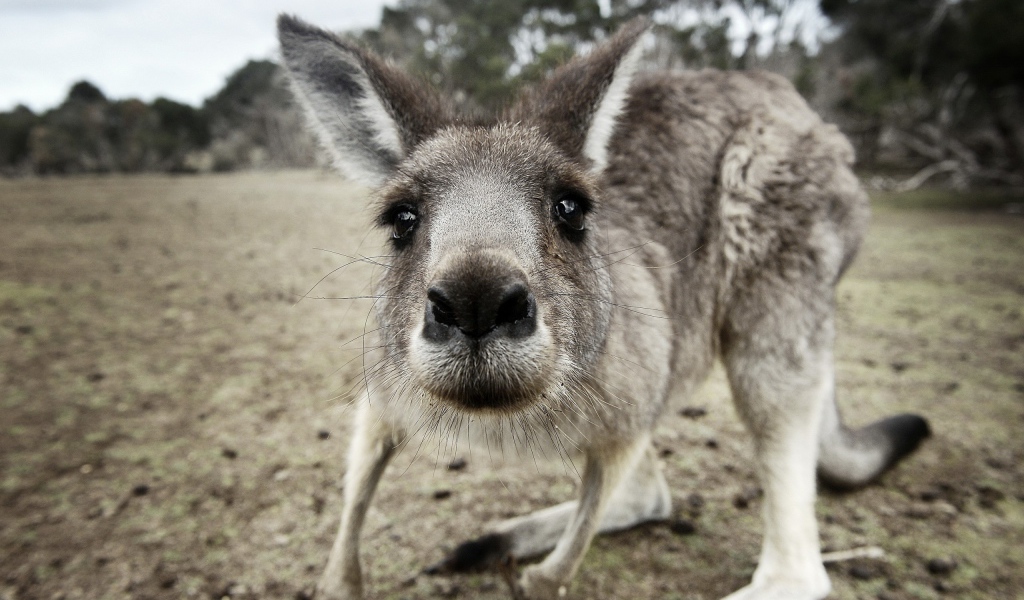 Любопытный маленький кенгуру