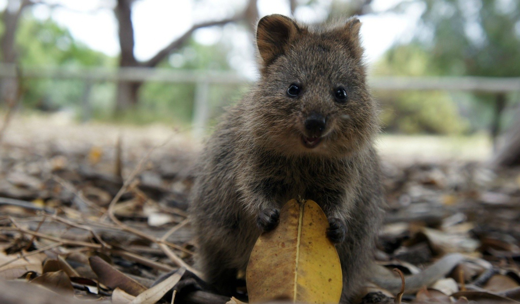 Милый зверек с листиком в лапках