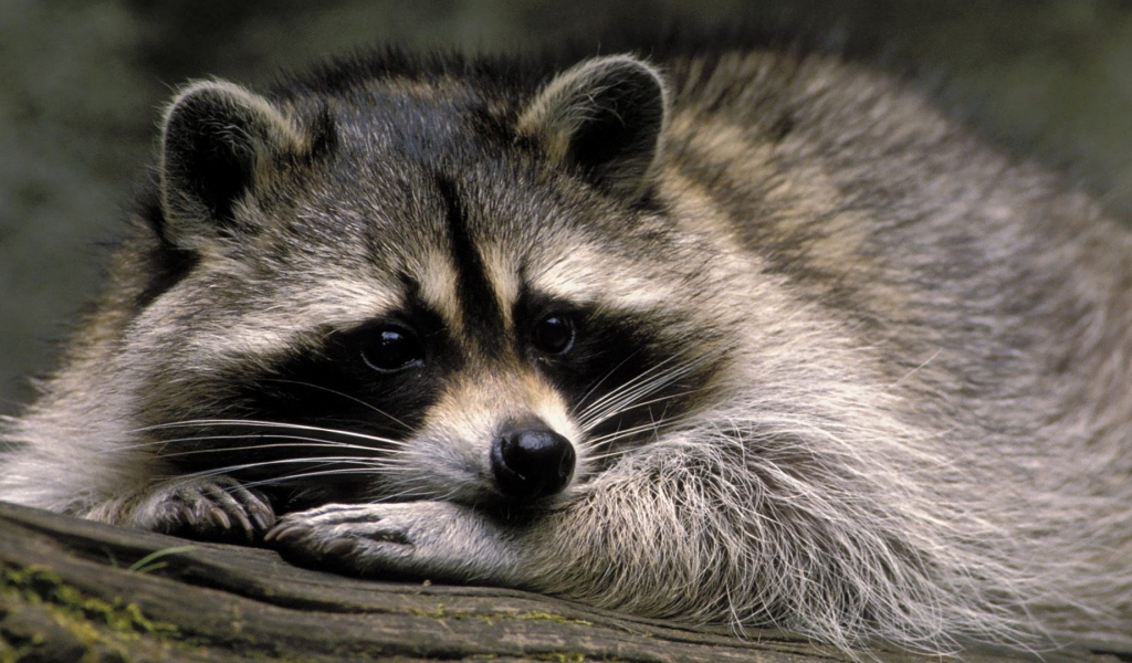Милое животное енот-полоскун
