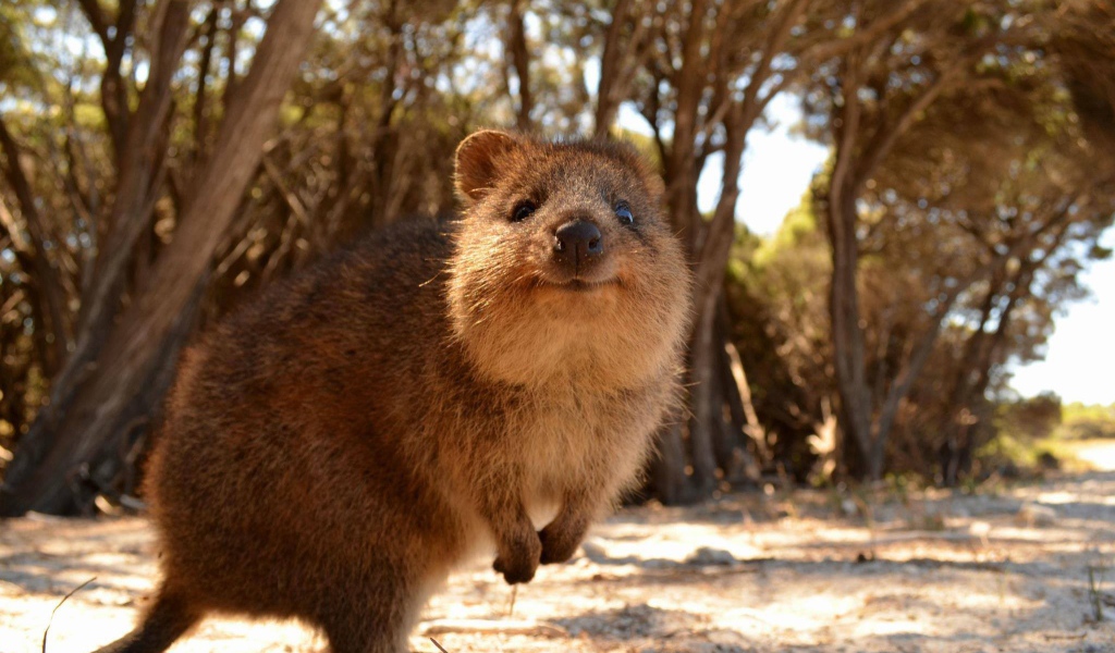 Милый короткохвостый кенгуру