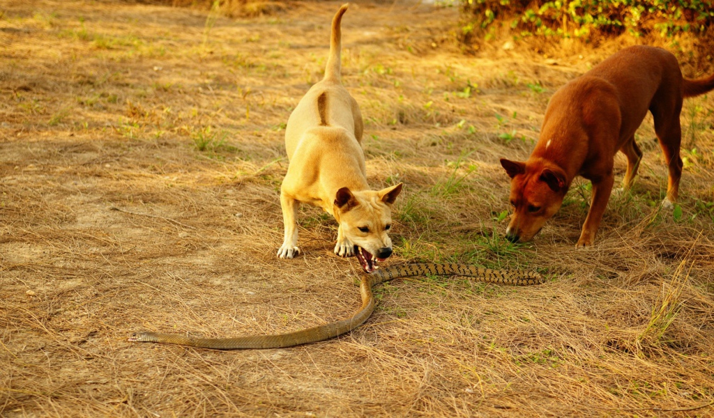 Собаки и королевская кобра