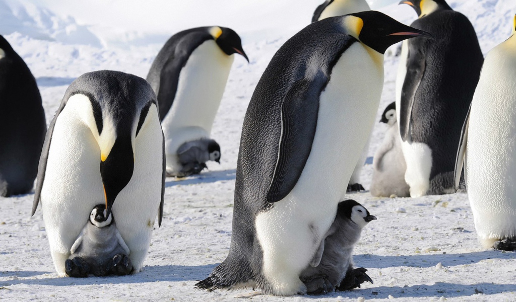 Императорские пингвины с детенышами