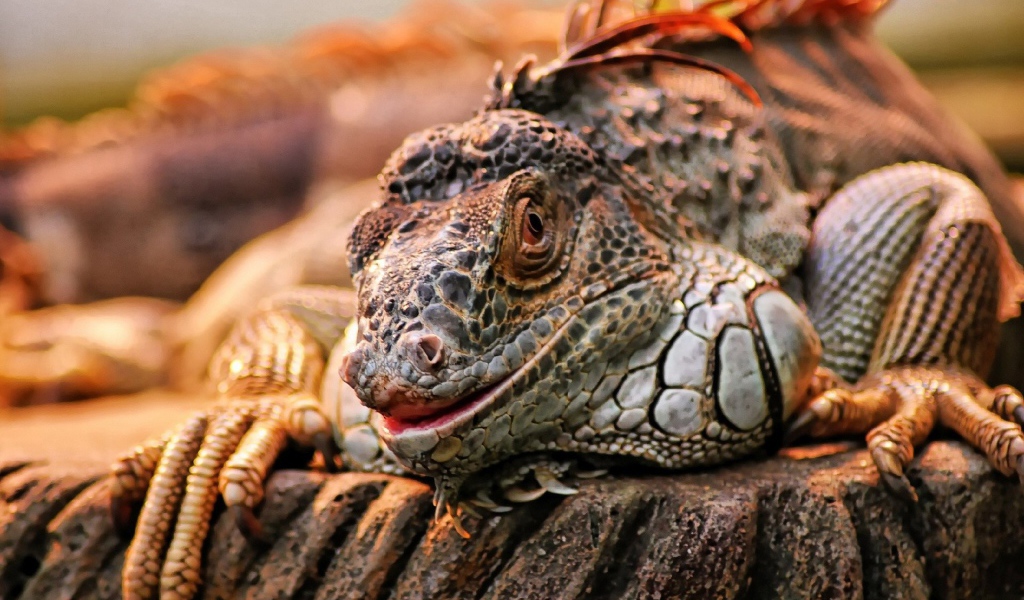 Экзотическая игуана на камне
