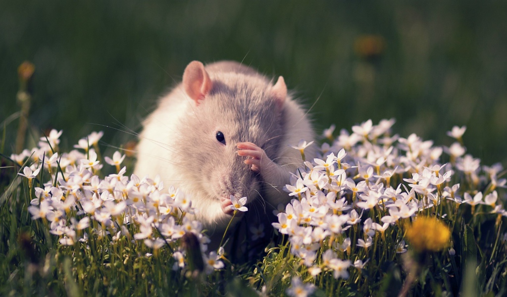 Полевая мышь среди цветов