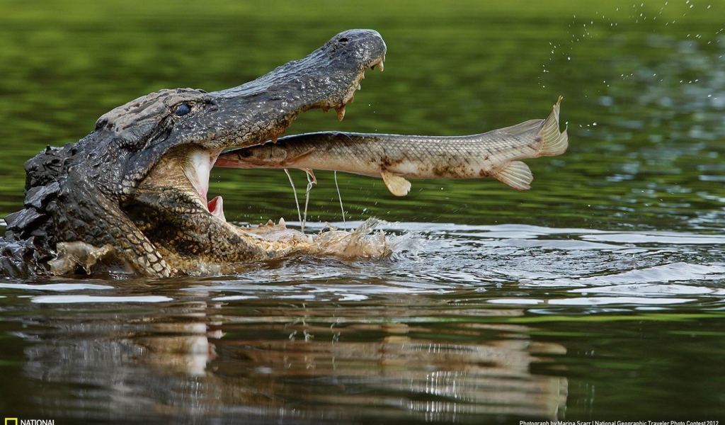 Рыба во рту крокодила