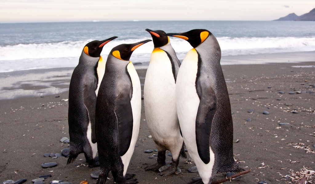 Четыре пингвина на берегу моря