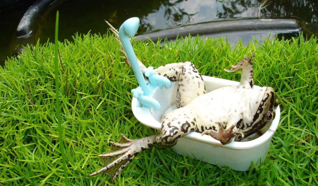 Лягушка лежит в ванной