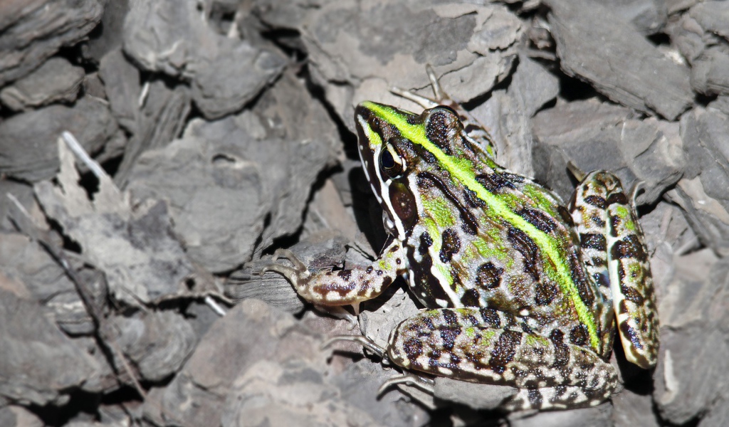 Лягушка на серых камнях