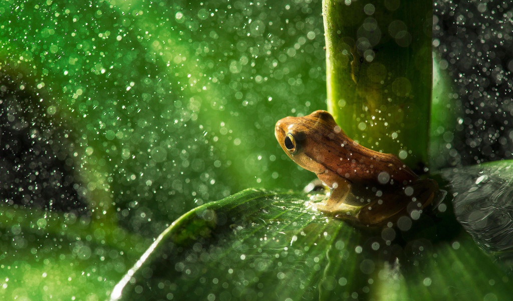 Лягушка пережидает дождь сидя на листике