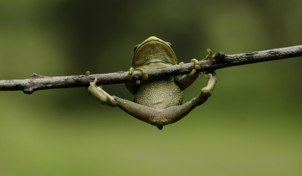 Лягушка пытается удержаться на ветке