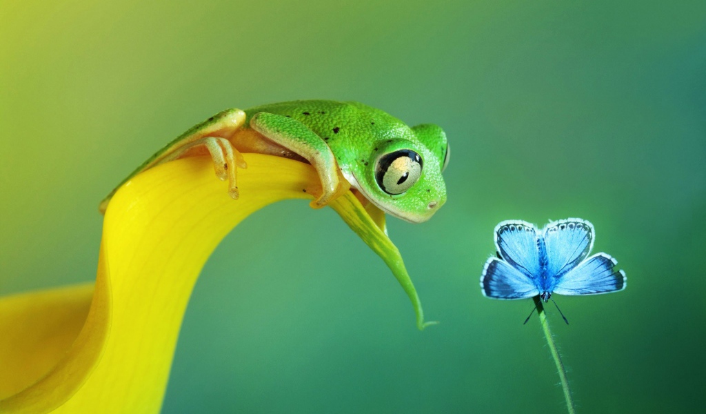 Лягушка хочет съесть бабочку