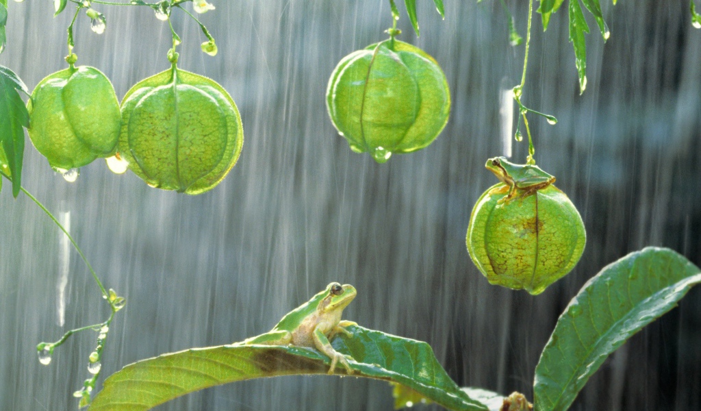 Лягушки на растениях под дождем