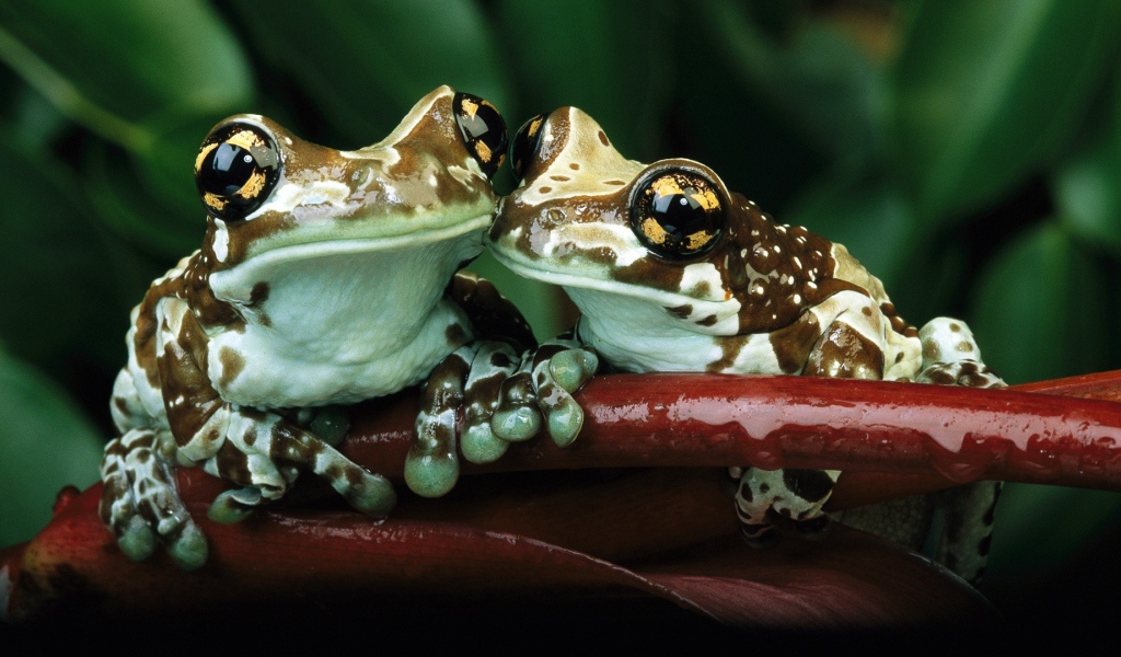 Лягушки с желтыми пятнами на глазах
