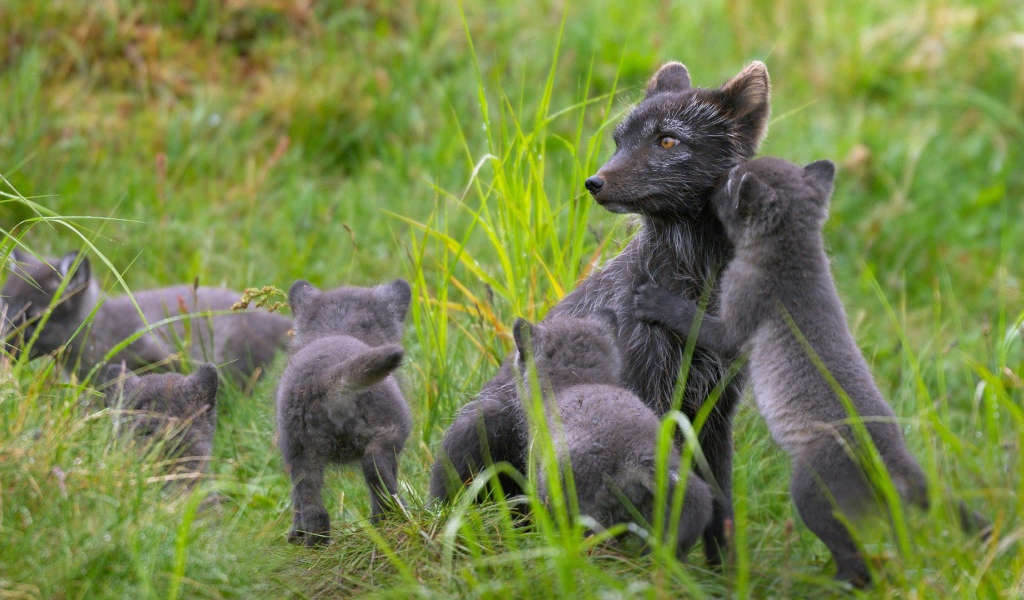 Забавные зверьки играют в траве