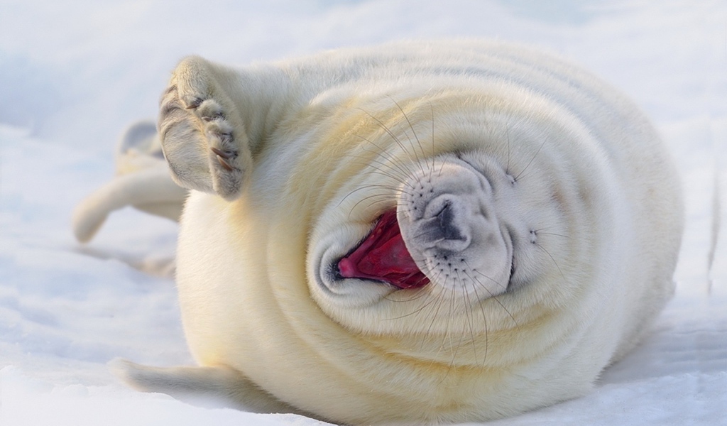 Забавный белый тюлень