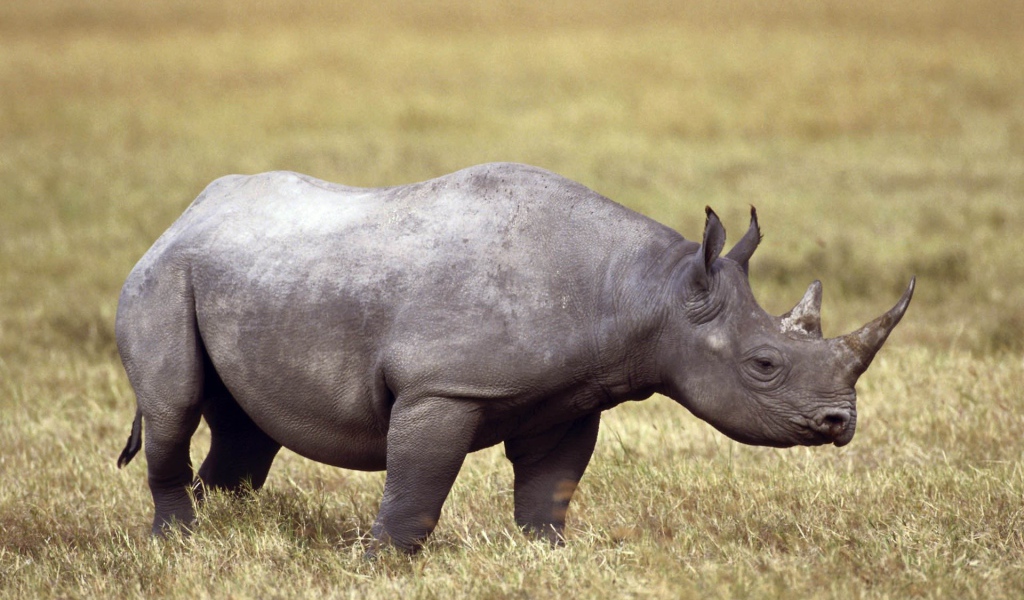 Серый носорог на поле с сухой травой
