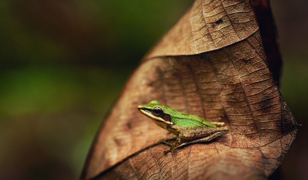Зеленая лягушка на коричневом листе