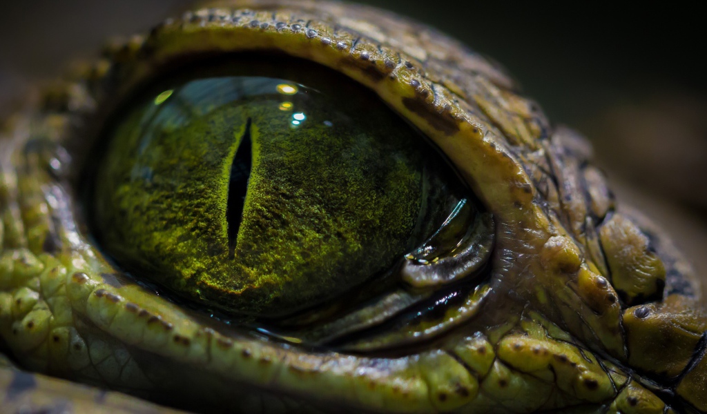 Зеленый глаз крокодила