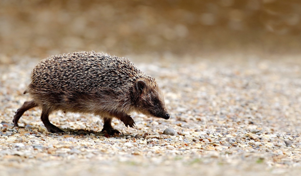 Ежик идет по своим делам