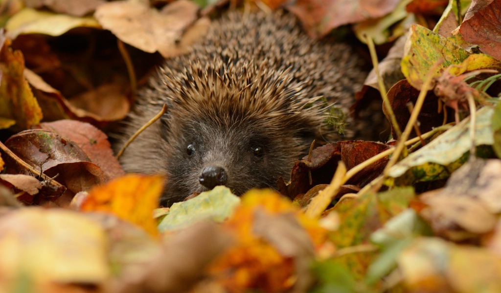 Еж прячется в листьях